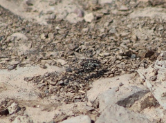 Cicindela ocellata
