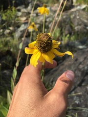 Rudbeckia glaucescens