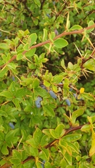 Berberis hispanica