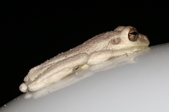 Osteopilus septentrionalis