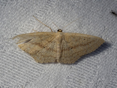 Scopula perlata