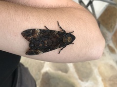 Acherontia atropos