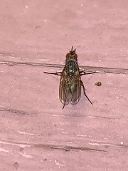 Muscoidea