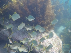 Monodactylus argenteus
