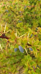 Berberis hispanica