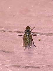 Muscoidea
