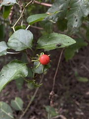 Lycianthes lenta