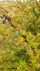 Berberis hispanica
