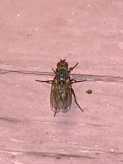 Muscoidea