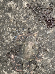 Sclerophrys pantherina