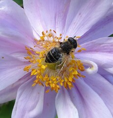 Eristalis nemorum