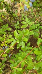 Berberis hispanica