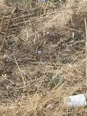 Sympetrum meridionale