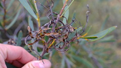 Acacia blakelyi