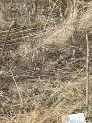 Sympetrum meridionale