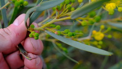 Acacia blakelyi
