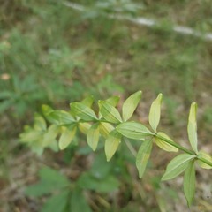 Cruciata glabra