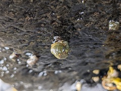 Littorina saxatilis