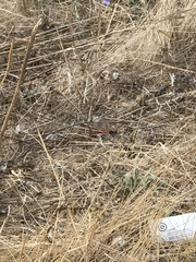 Sympetrum meridionale