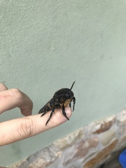 Acherontia atropos