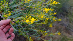 Acacia blakelyi