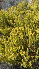 Leucadendron teretifolium