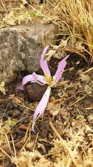 Colchicum montanum