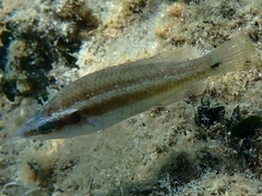 Symphodus ocellatus