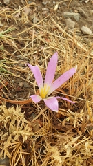 Colchicum montanum