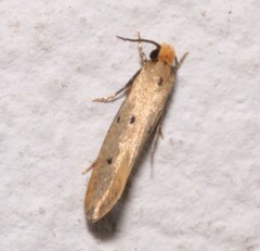 Tinea trinotella