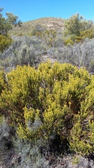 Leucadendron teretifolium