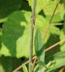 Lestes barbarus