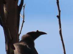Philemon corniculatus