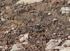 Cicindela ocellata
