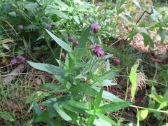 Cirsium arvense integrifolium