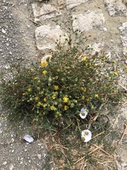 Pulicaria paludosa