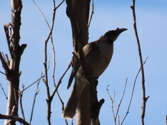 Philemon corniculatus