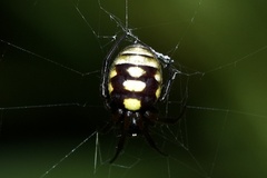 Araneus ejusmodi