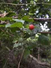 Lycianthes lenta