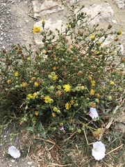 Pulicaria paludosa