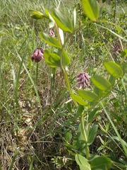 Lathyrus pisiformis