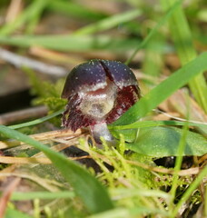 Corybas diemenicus