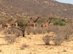 Giraffa camelopardalis reticulata