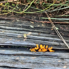 Dacrymyces spathularia