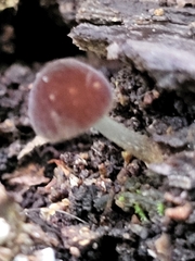 Simocybe