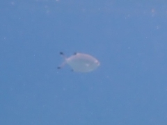 Trachinotus ovatus