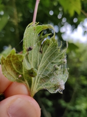Daktulosphaira vitifoliae