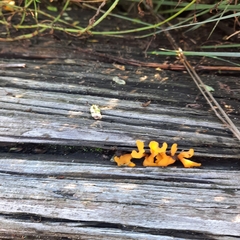 Dacrymyces spathularia