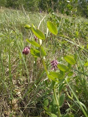 Lathyrus pisiformis