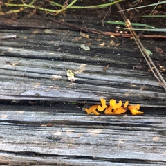 Dacrymyces spathularia